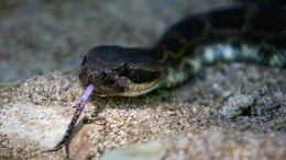 Expensive Snakes Stolen by Thieves