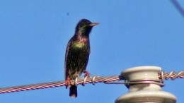 100 Birds Killed by Farmers: Game Commission