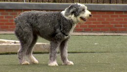 Can You Give Your Pet the Flu?