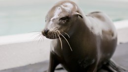 Aquarium Gets Adorable, Blind Baby Sea Lion