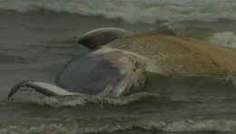 Dead Whale Washes Up in Ocean City
