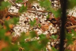 The Science of Hail