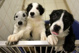 Puppy Lemon Laws for Pa., N.J.