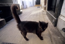 Local Vet, Staff Treated for Rabies