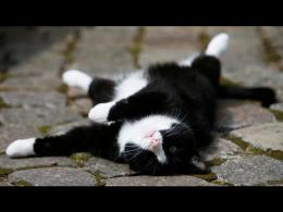 Don't Kill "Kitty" This Holiday Season