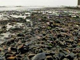 Eww! Mussels and Worms Overtake Jersey Shore Beaches