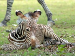 Zoo Babies