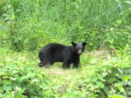 Bears Causing Concern in South Jersey