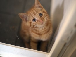 Cats Remain Inside Burned-Out Apts