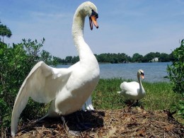 No Swan Song for Birds Shot in Jersey