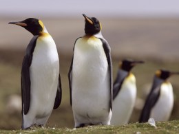"Penguin" Business Changes Name in Support of Flyers