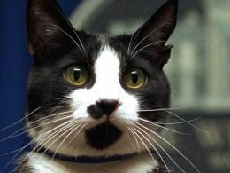 Socks the Cat Near Death