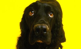 Help Your Pup Cope With Firework Phobia