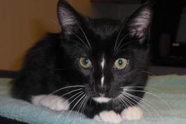 Man Kills Girlfriend's Cat in Revenge: Officials