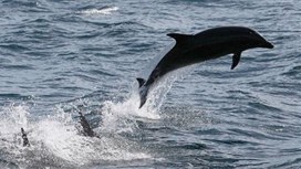 Dolphin Makes its Way into NJ Lagoon