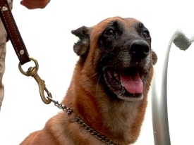 Police Dog Assaulted During Home Burglary