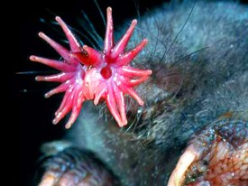 Weirdest Creatures of the World