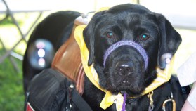 Help Ivy Get a "Dog's Day Off"