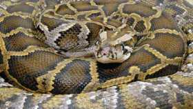 Man Tries to Sell 5 Stolen Pythons: Police