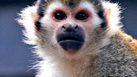 Stolen Zoo Monkey Found Safe