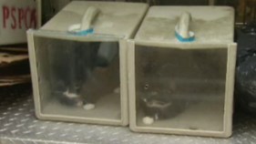40 Cats Rescued From Alleged Animal Hoarder in Philly