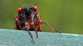 Rain, Cool Temperatures Delay Cicada Invasion