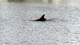 Dolphin Dies in Ocean City Lagoon