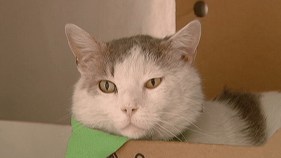 SPCA Animals Have St. Patty's Day Spirit