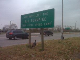 Tammy the Turkey Takes to the Turnpike