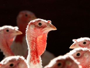 Wild Turkeys Take South Jersey -- Again