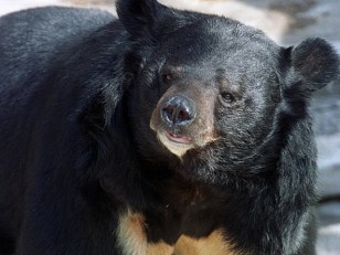 License for Killer Pet Black Bear Expired