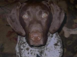Family's Pets Shot Execution-Style