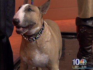 Philly Hosts the National Dog Show