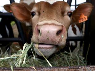 Manolo Blahnik’s Couture Cows