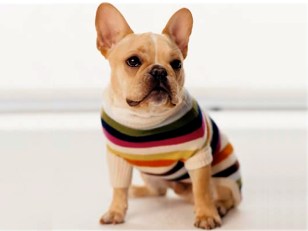 Gifts for Pets