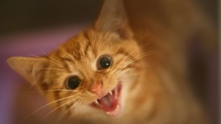 A Ban on Pet Piercing in NJ?
