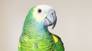 New Jersey Woman Gets Ticket After Someone Squawks About Her 2 Loud Parrots