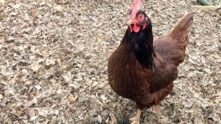 Police Arrest Man Accused of Decapitating Chickens, Smearing Blood on Gravestones