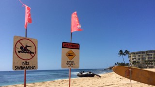 Shark Bites 10-Year-Old Boy in Hawaii: 'It Just Popped Out of Nowhere'