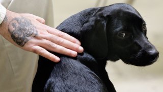 Pennsylvania Inmates to Live With, Train Service Dogs