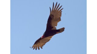 Delaware Residents Shine Lights on Bothersome Buzzards in Hopes of Getting Them to Buzz Off
