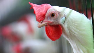After Bird Flu Fears, Poultry Returning to Pennsylvania State Fairs, Farm Show