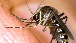 Philly Man Infected With West Nile, Becomes Pa.'s First Case in 2014