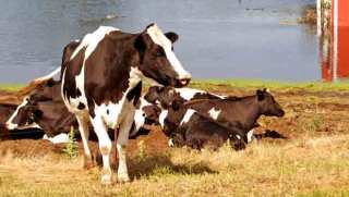 Pennsylvania Cattle Raiser Cited For 20th Time This Year