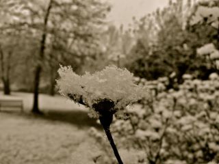 Snow Falls, Finally!