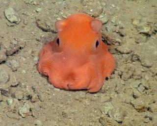 "Adorable" New Octopus Species Discovered in California
