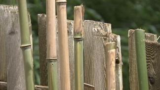 Bamboo Battle in Pa. Town