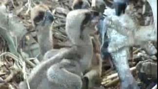 Life With the Ospreys