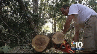 Downed Trees Are a Costly Problem