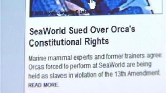PETA: SeaWorld Holds Orcas as "Slaves"